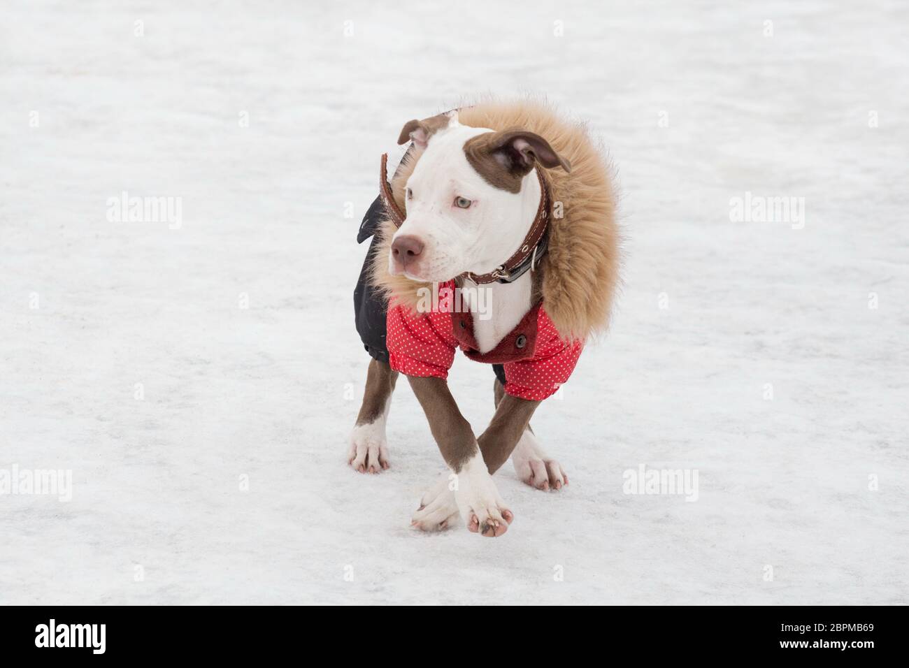 Niedlichen amerikanischen Pit Bull Terrier Welpen in schönen Haustier-Kleidung steht im Winterpark. Haustiere. Reinrassigen Hund. Stockfoto