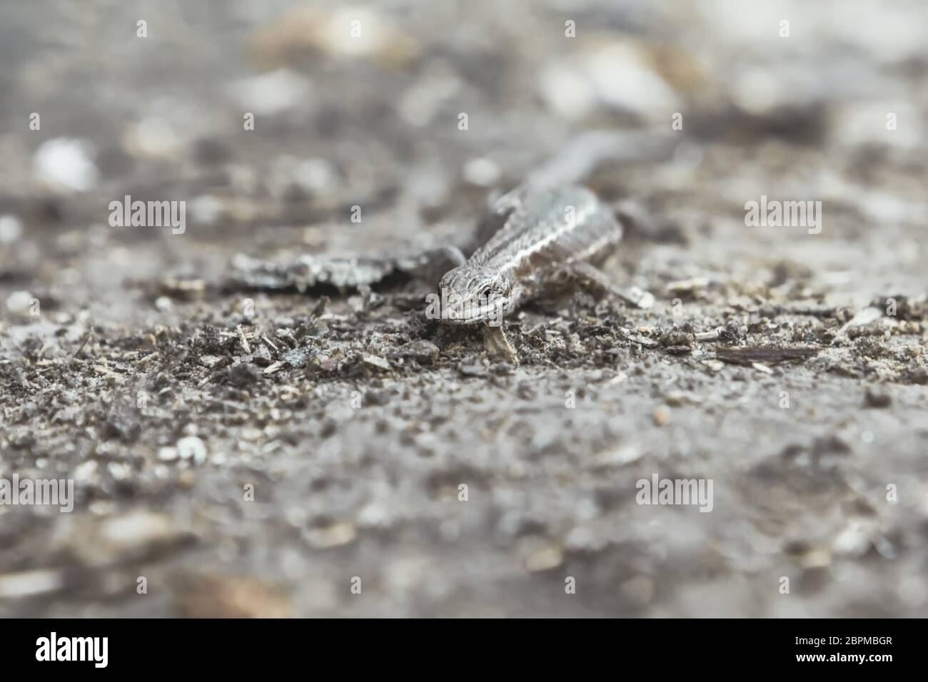 Kleine braune Viviparous Eidechse - Zootoca vivipara Nahaufnahme - kriechen auf dem Boden und Blick auf die Kamera. Natürlicher unscharfer Hintergrund mit flachem d Stockfoto