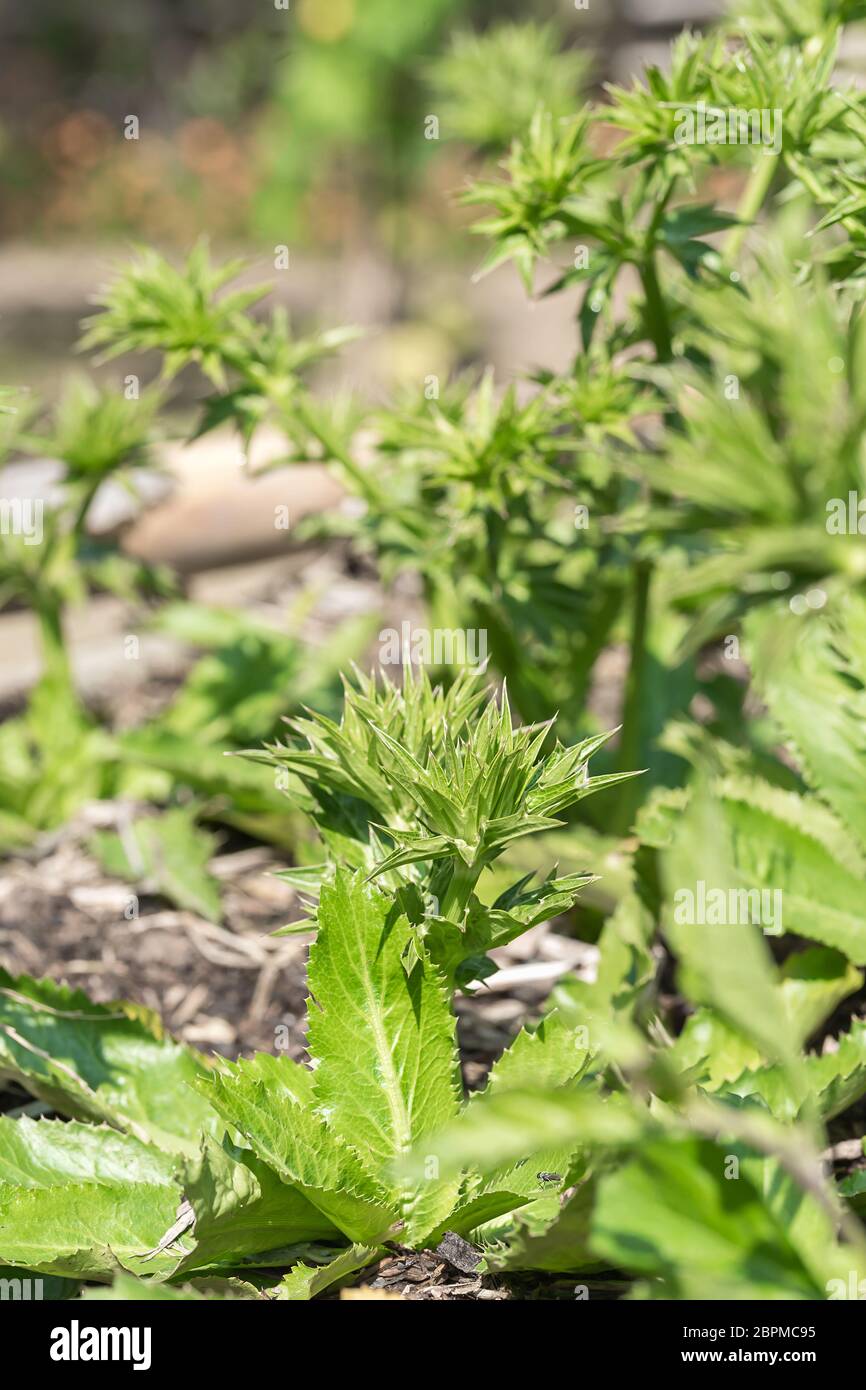 Frische Culantro Baum oder langer Koriander Blumenstengel wachsen im Gemüsegarten Stockfoto