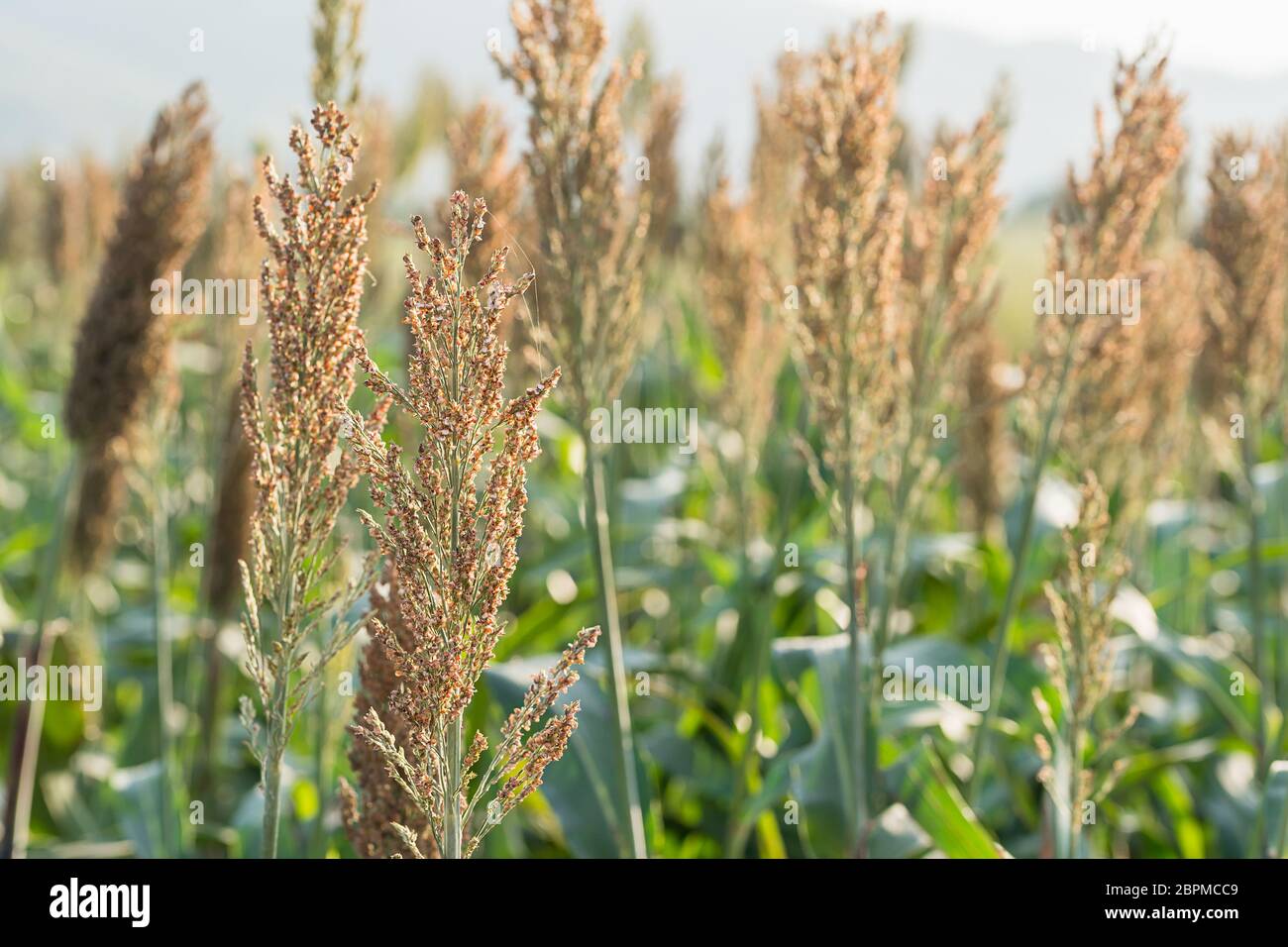 Hirse oder Sorghum eine wichtige Getreideernte in Feld, Sorghum ein weit verbreitetes Getreide heimisch zu warmen Regionen. Es ist eine wichtige Quelle für Getreide und f Stockfoto