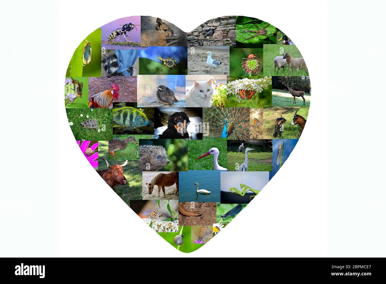Ein Herz für Tiere - viele Tiere in einem Herzen mit weißem Hintergrund Stockfoto