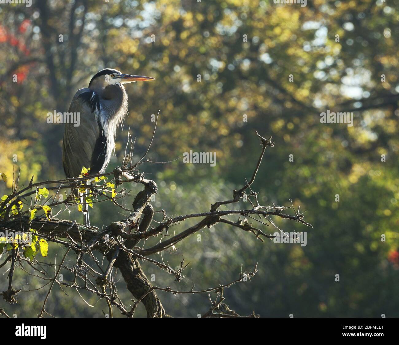 Großer blauer Reiher in einem Baum. Morgenlicht. Eastwood Metropark, Dayrton, Ohio, USA. Stockfoto