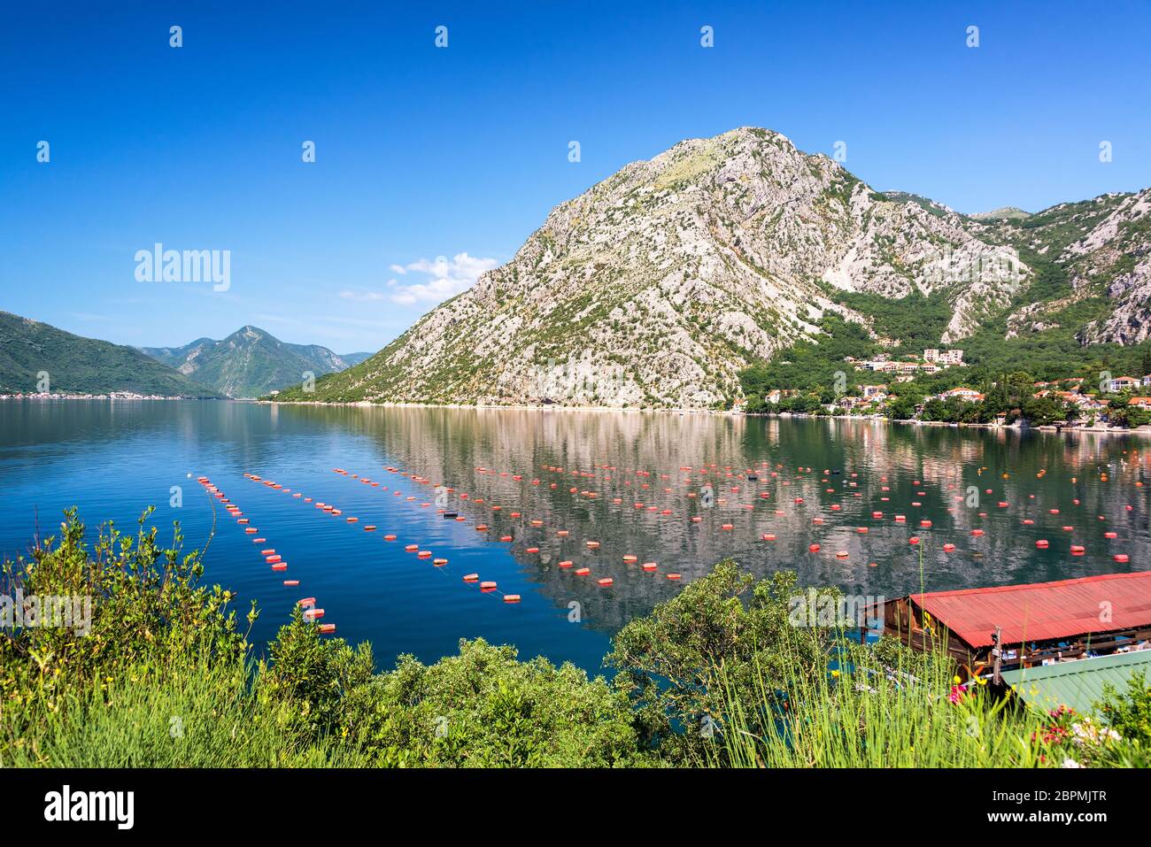 Schön früh am Morgen Blick auf mussel Bauernhöfe in der herrlichen Bucht von Kotor in Montenegro Stockfoto