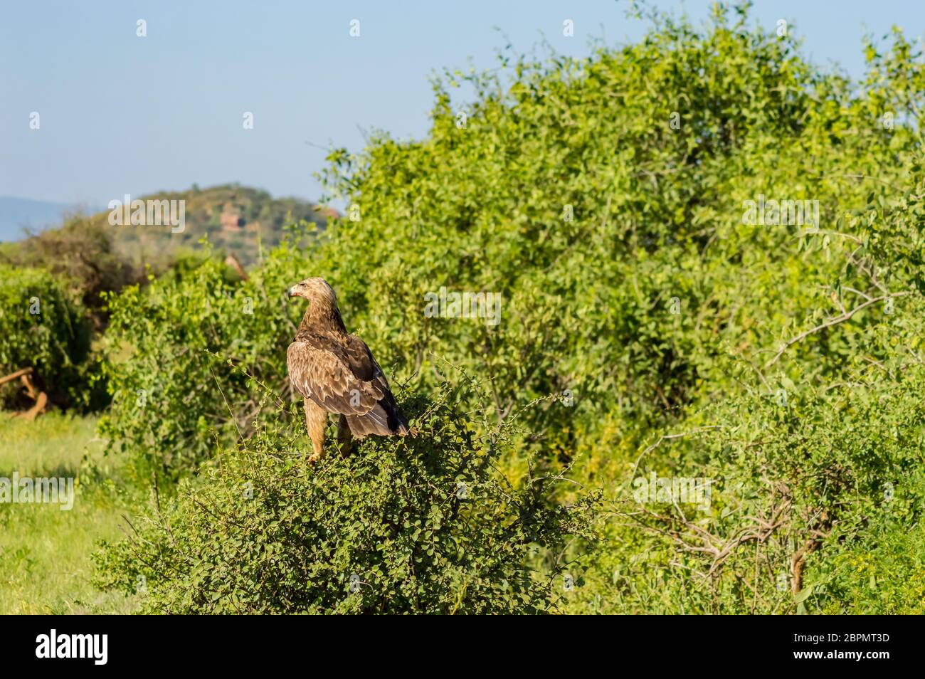 Raven Adler auf einem Baum in samburu Park im Zentrum von Kenia mit Blut auf Schnabel Stockfoto