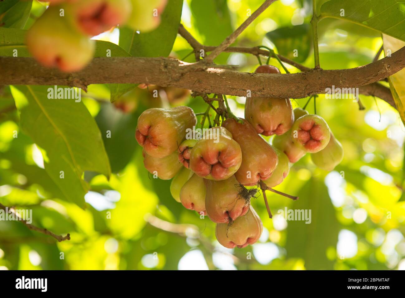 Rosenäpfel oder Chomphu auf Baum singen einen warmen Tag Stockfoto