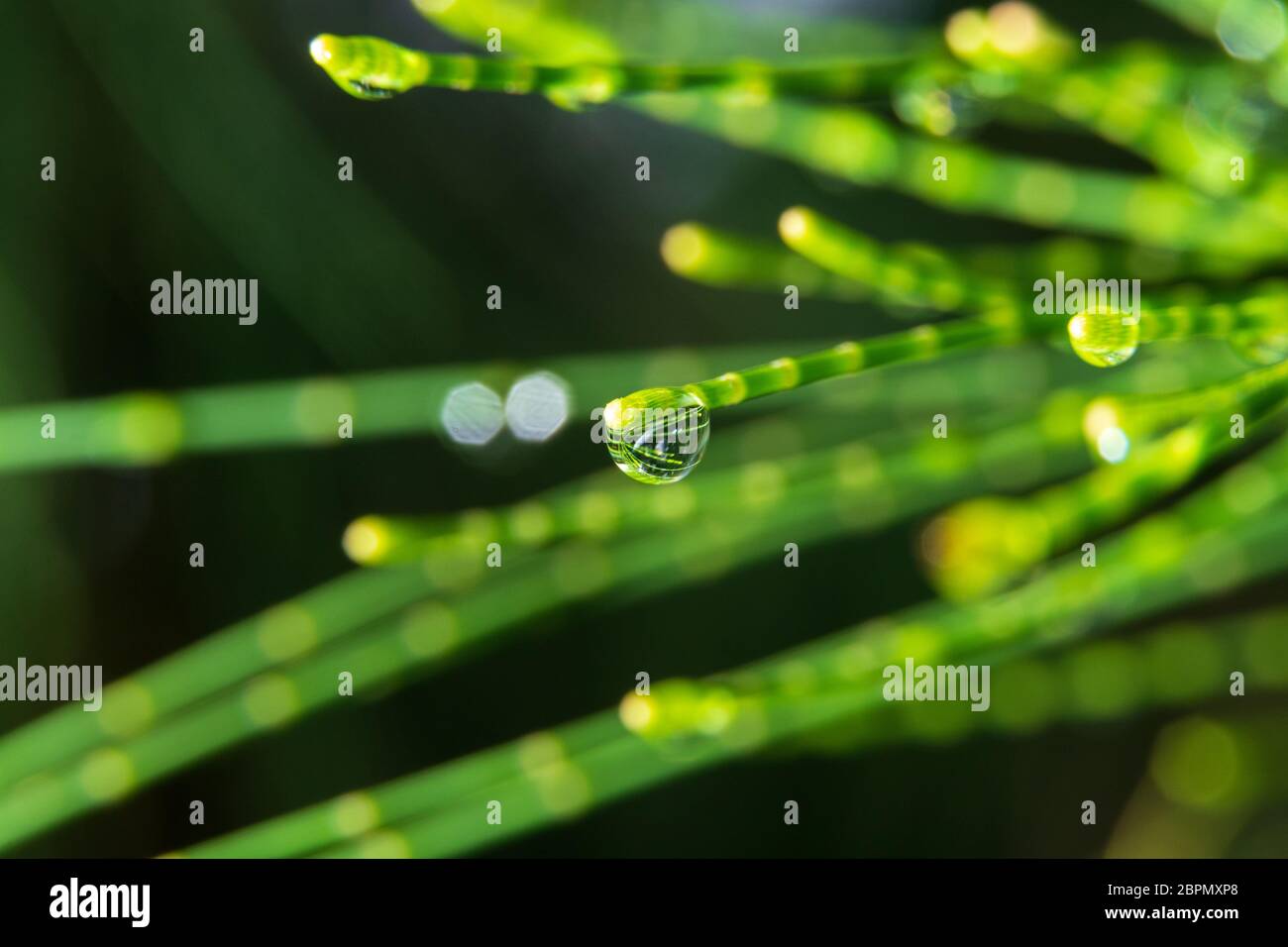 Australische Kiefer (Casuarina equisetifolia) Nadeln mit Tau-Tropfen, Makro - Davie, Florida, USA Stockfoto