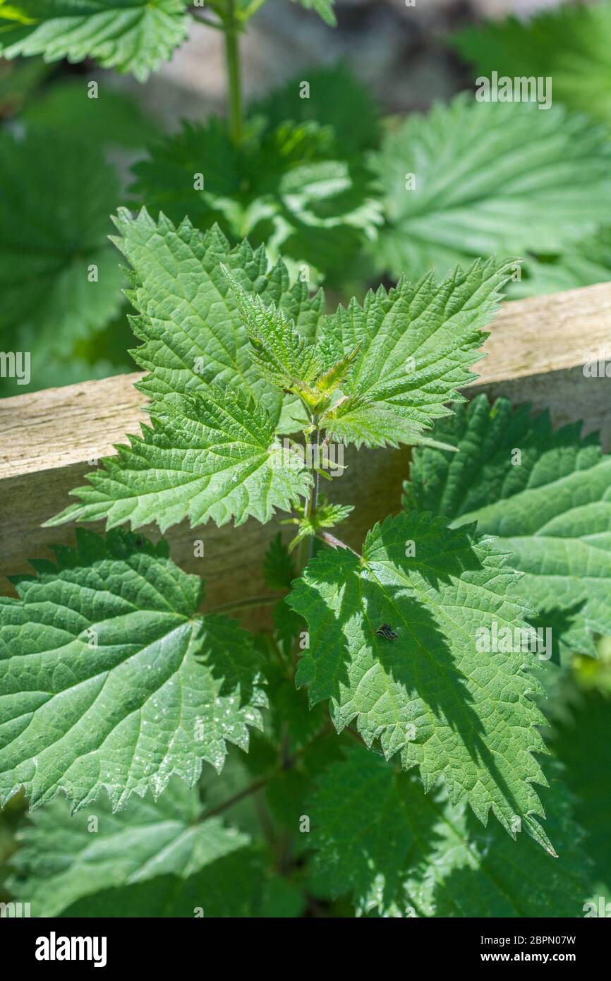 Blätter der gemeinen Brennnessel / Urtica dioica in der geappelten Sonne. Bekannte Futtermittel für Brennnesselsuppe & Spinatersatz. Schmerzhaftes Stachelkonzept. Stockfoto