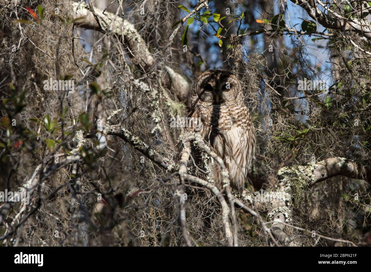 Barred Eule, (Strix Varia), getarnt in seinem natürlichen Lebensraum in der Okefenokee Swamp von Georgia, USA. Stockfoto