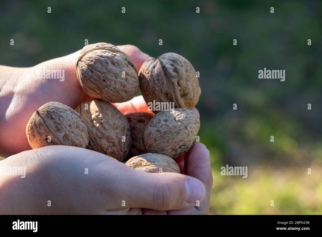 Kinder die Hände halten viele Walnüsse im Freien Stockfoto
