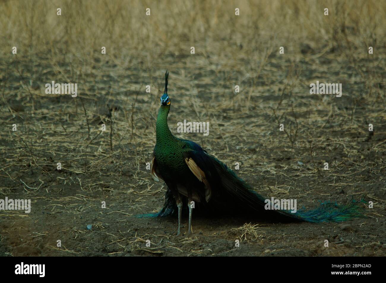 Der grüne Pfauenvogel (Pavo muticus) ist eine Pfauenart, die in den tropischen Wäldern Südostasiens gefunden wird. Es ist auch als javanesischen Pfau bekannt und ist e Stockfoto