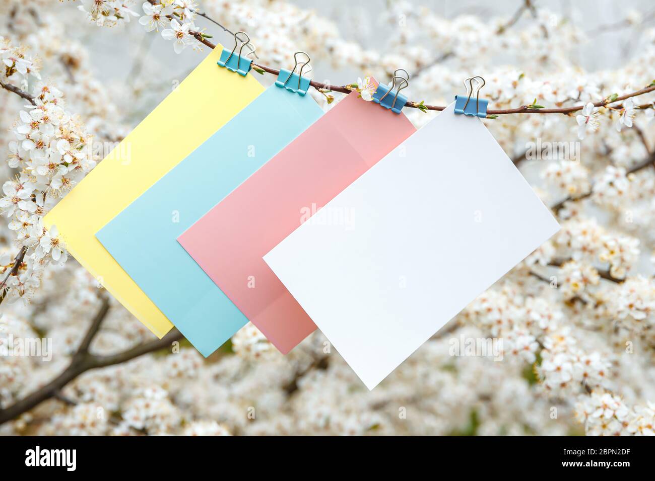 Farbige Karten für die Inschriften auf dem Hintergrund der weißen Blüten der Kirsche Stockfoto