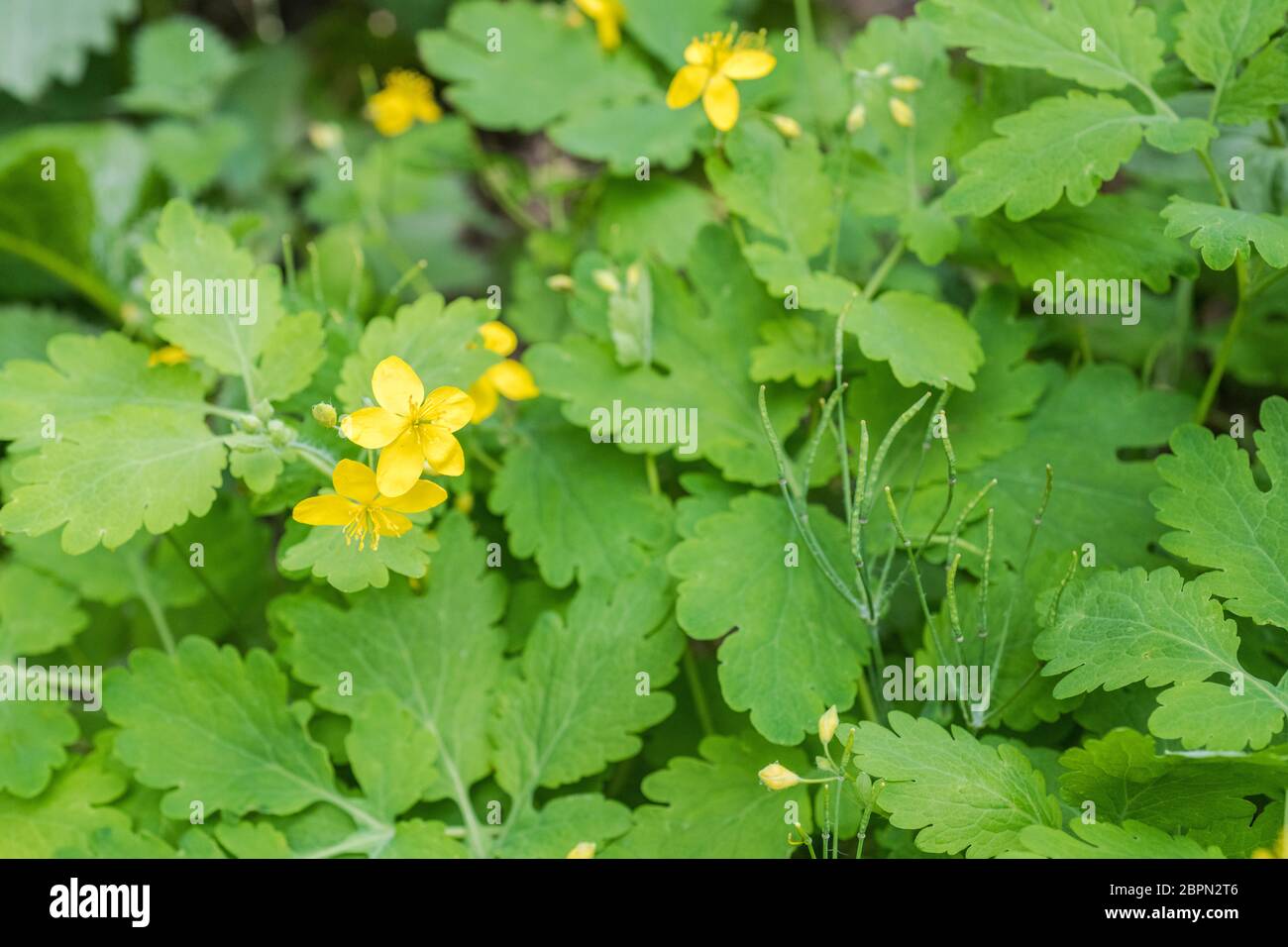 Gelbe Blüten von Greater Celandine / Chelidonium majus. Ein ungewöhnlicher 5-blättriger (4 ist normal) mit umgebenden Blättern. Ehemalige Heilpflanze. Stockfoto