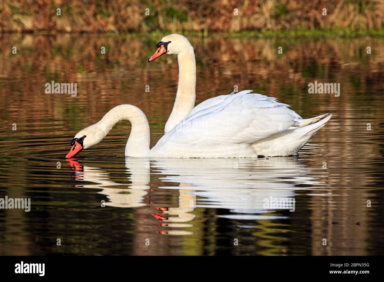 Zwei Schwäne schwimmen bei Sonnenaufgang am Dachfenstern Plothen, Deutschland Stockfoto