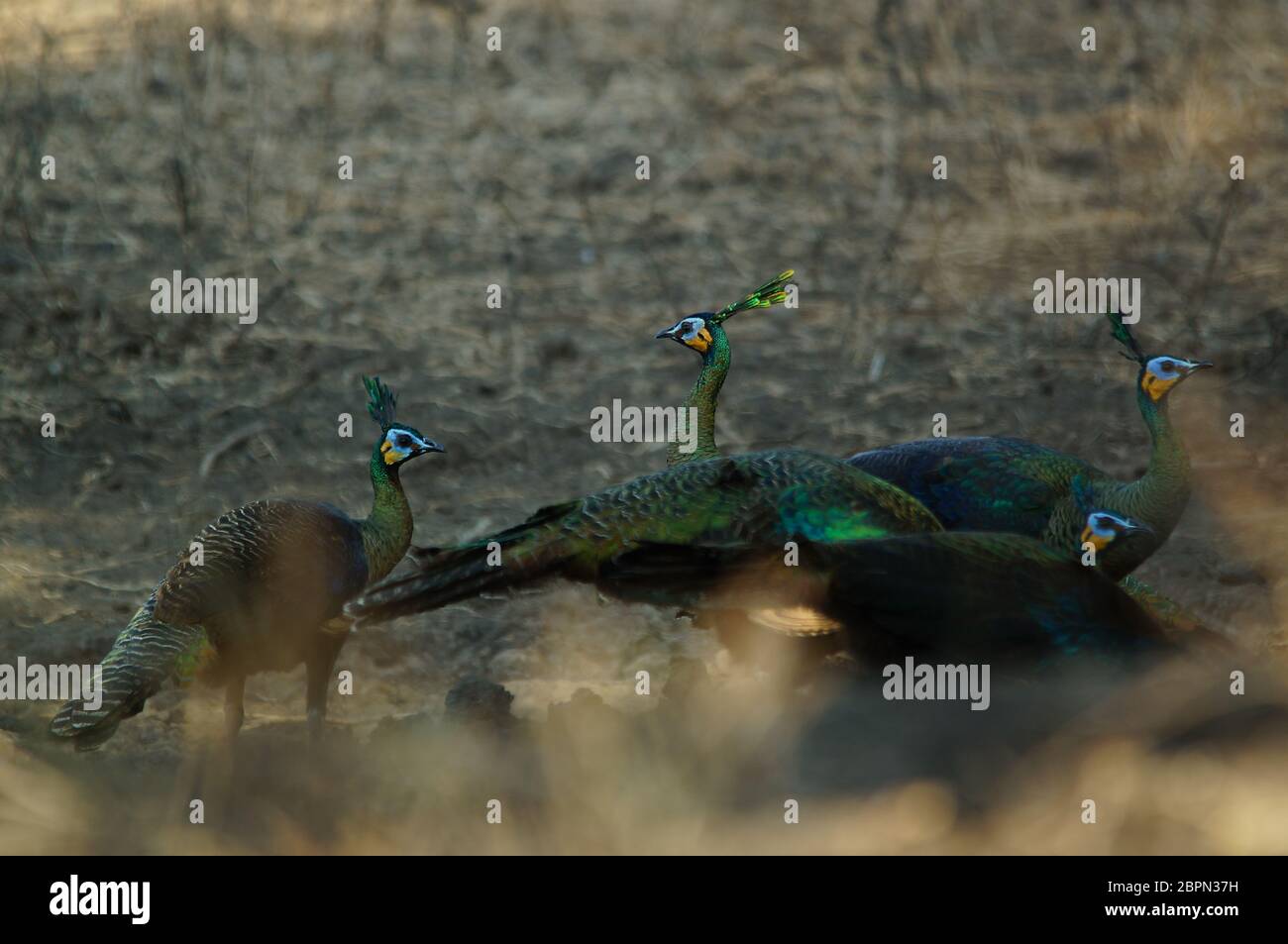 Der grüne Pfauenvogel (Pavo muticus) ist eine Pfauenart, die in den tropischen Wäldern Südostasiens gefunden wird. Es ist auch als javanesischen Pfau bekannt und ist e Stockfoto