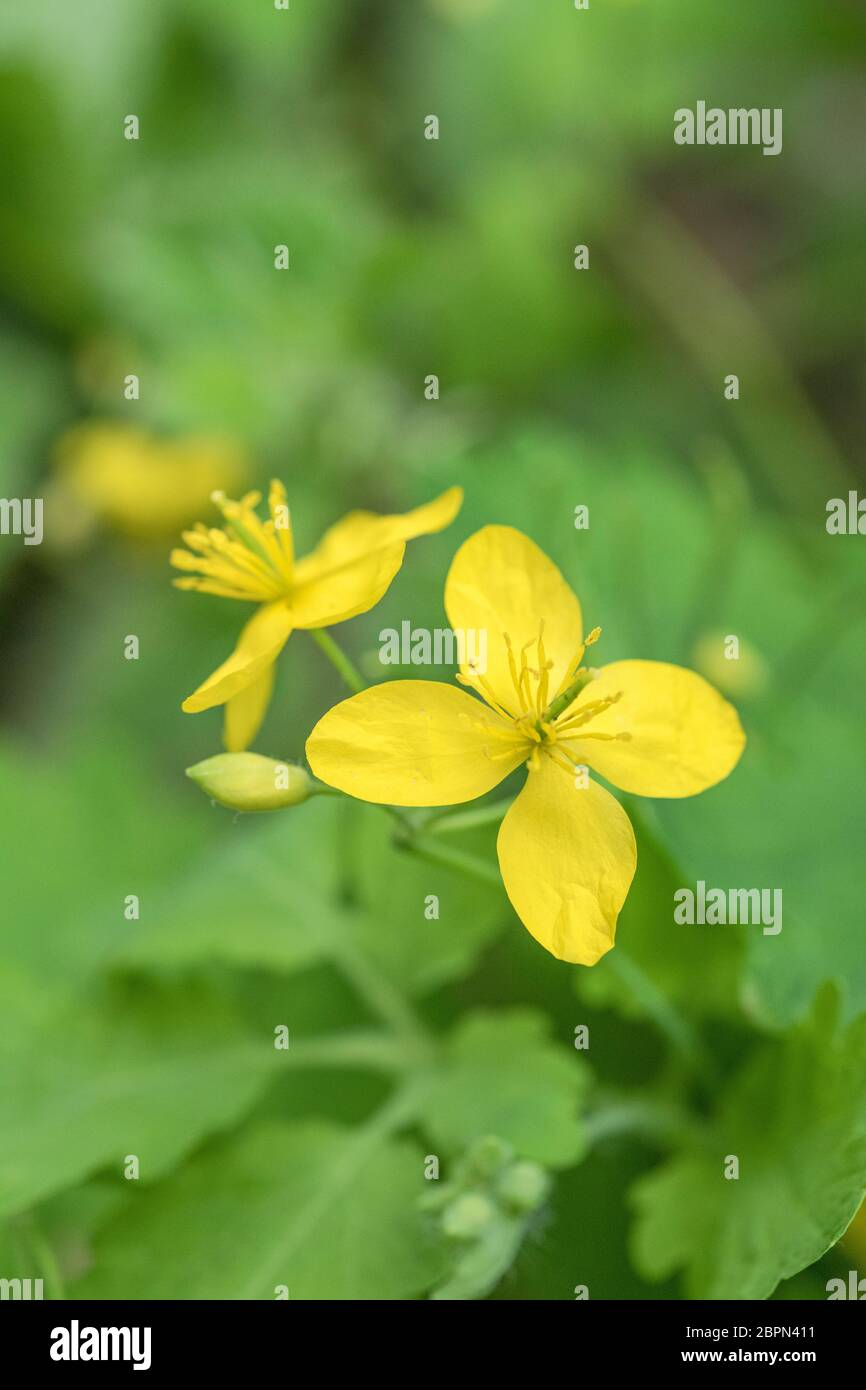 4-blättrige gelbe Blüten des Großkelandins / Chelidonium majus mit umgebenden Blättern. Ehemalige Heilpflanze mit lebhaftem gelben saft. Stockfoto