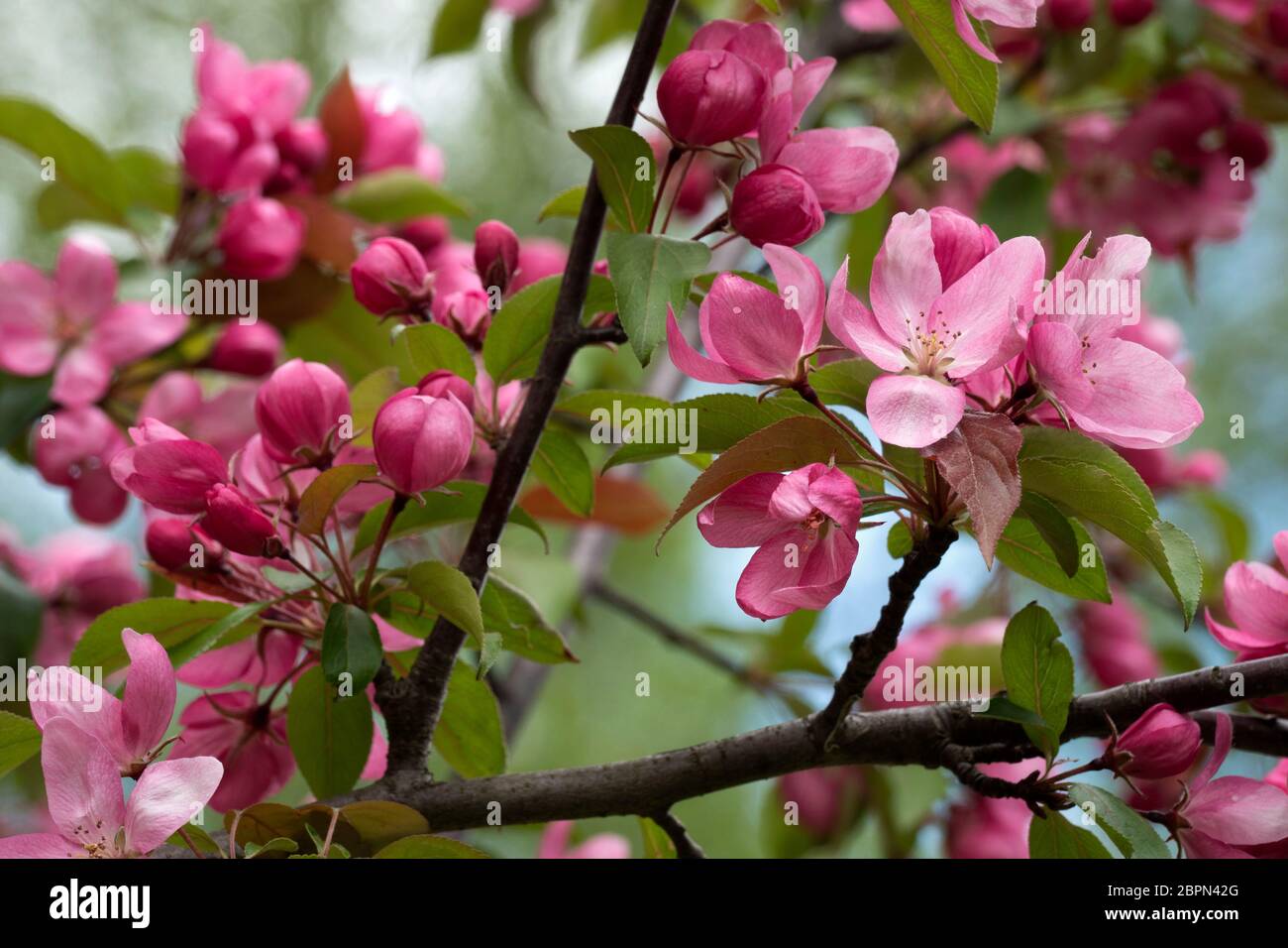Blühende rosa Krabbenapfelbäume im Frühlingsgarten. Stockfoto