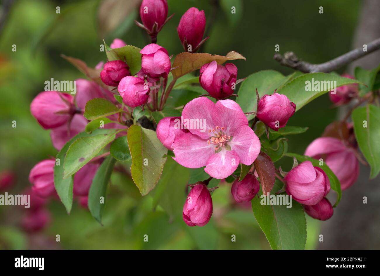 Zweig der blühenden rosa Apfelbaum Nahaufnahme Ansicht. Stockfoto
