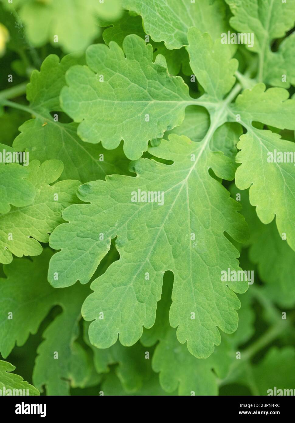 Nahaufnahme der Blätter des Großkelandins / Chelidonium majus im Schatten, und zeigt deutliche Blattrand. Ehemalige Heilpflanze mit lebhaftem gelben saft. Stockfoto