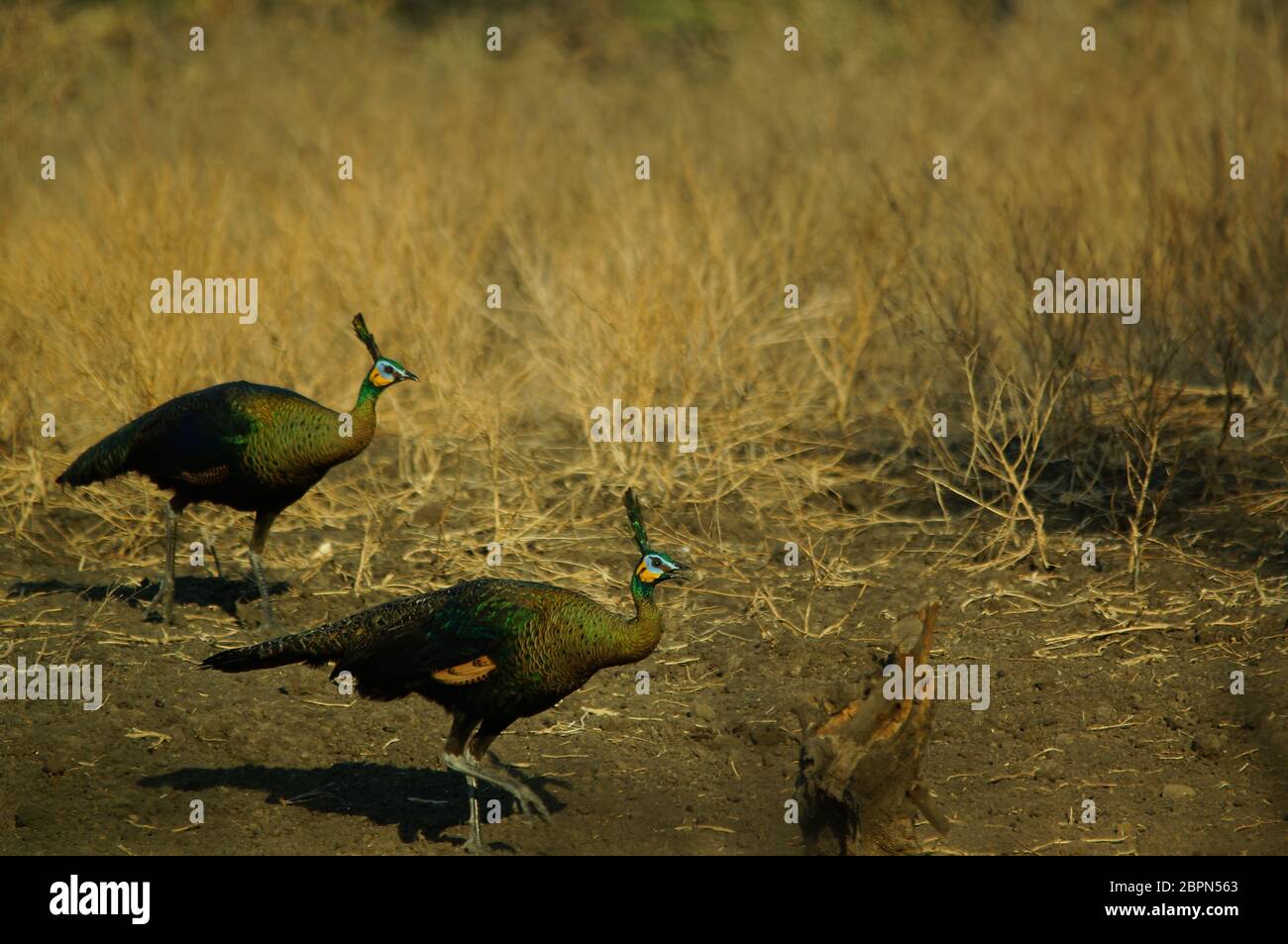 Der grüne Pfauenvogel (Pavo muticus) ist eine Pfauenart, die in den tropischen Wäldern Südostasiens gefunden wird. Es ist auch als javanesischen Pfau bekannt und ist e Stockfoto