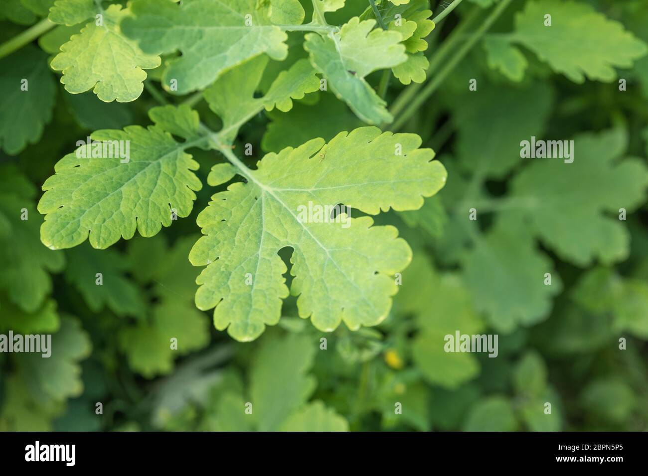 Nahaufnahme der Blätter des Großkelandins / Chelidonium majus im Schatten, und zeigt deutliche Blattrand. Ehemalige Heilpflanze mit lebhaftem gelben saft. Stockfoto