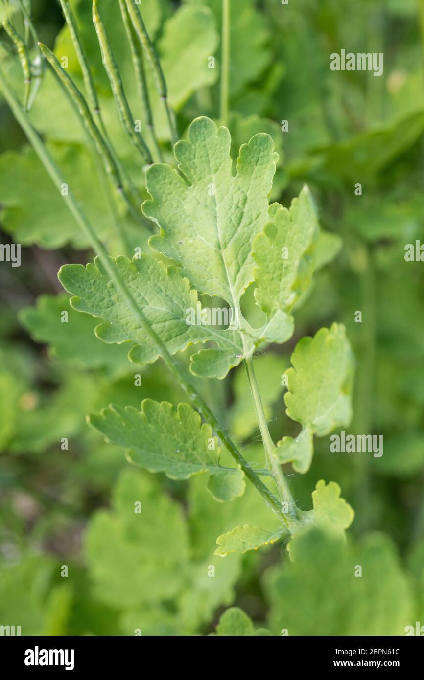 Nahaufnahme von Blättern und Samenschoten von Greater Celandine / Chelidonium majus im Schatten. Ehemalige Heilpflanze mit lebhaftem gelben saft. Stockfoto