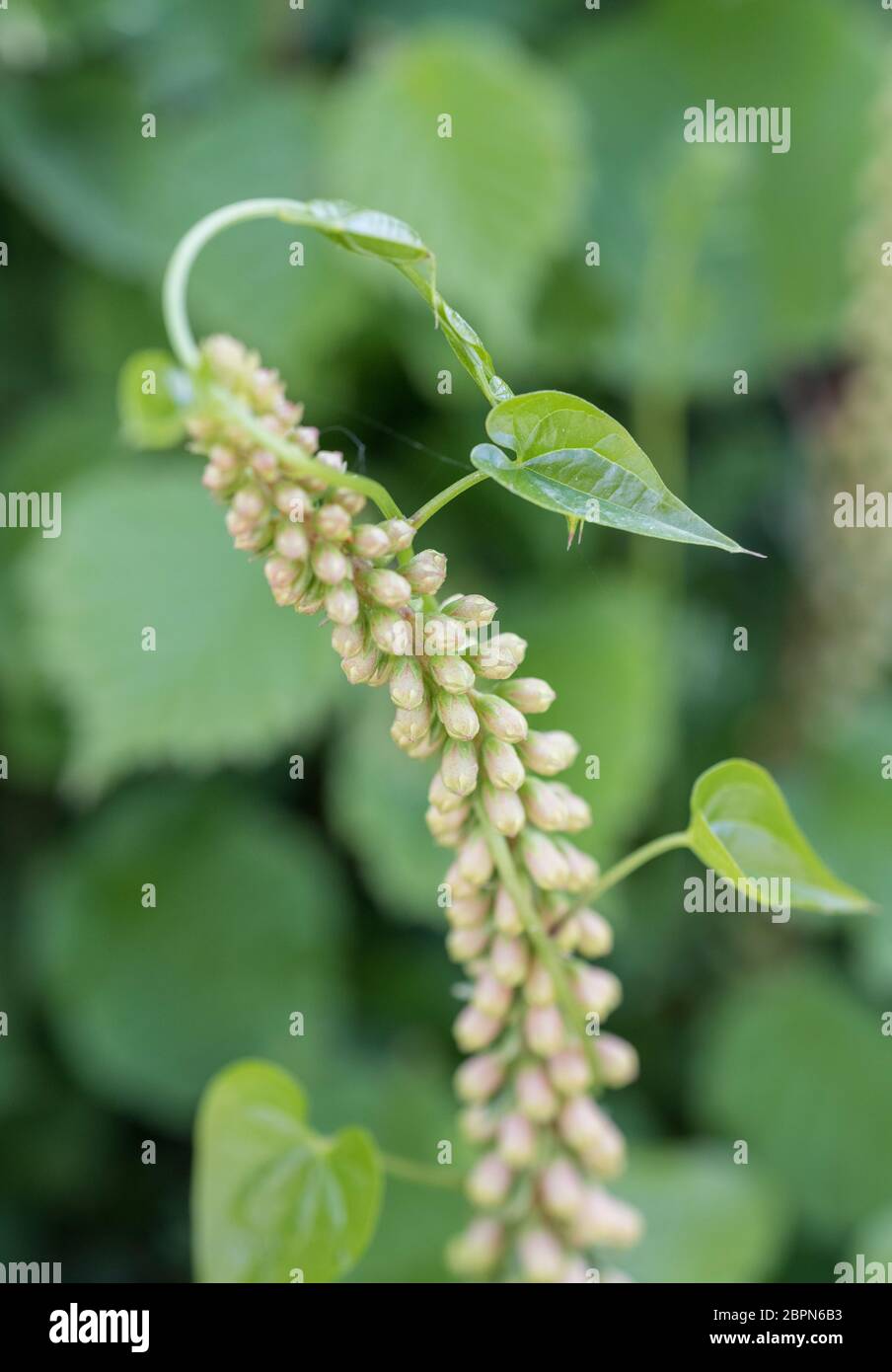 Junge Blattränze von Black Bryony - Tamus communis / Dioscorea umwickelt um Blütenstiel von Navelwort, umbilicus rupestris. Bryony ist sehr giftig. Stockfoto