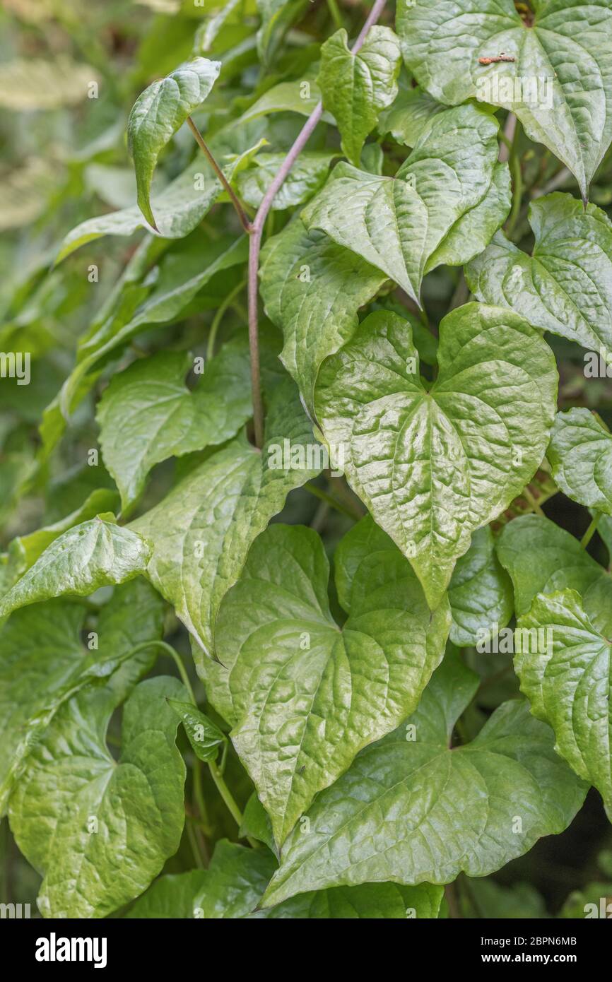 Nahaufnahme der Blätter von Black Bryony - Tamus communis / Dioscorea communis in einer britischen Hecke. Sehr giftige britische Pflanze, einst als Heilpflanze verwendet. Stockfoto