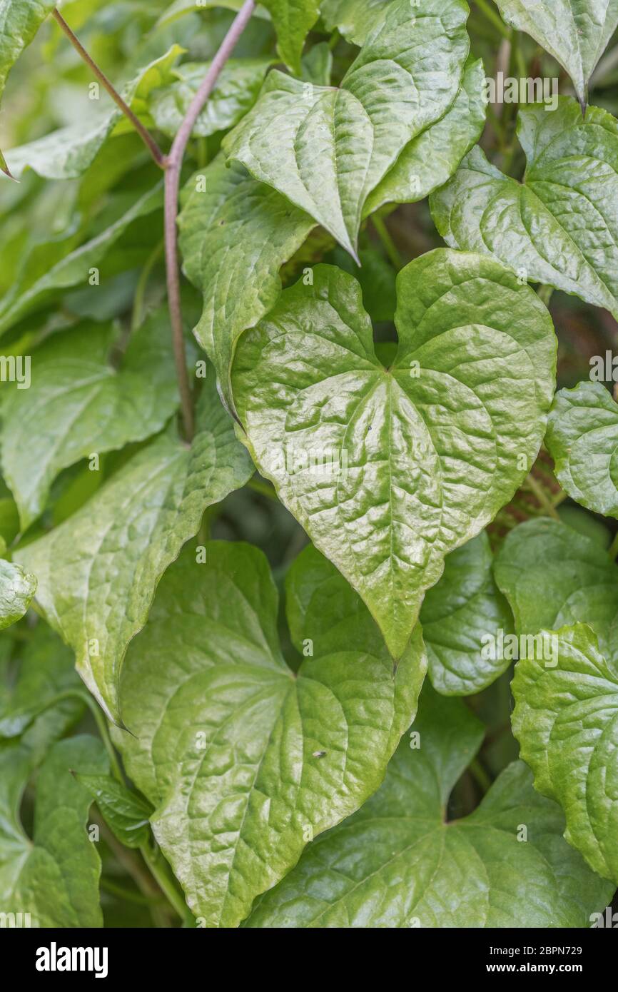 Nahaufnahme der Blätter von Black Bryony - Tamus communis / Dioscorea communis in einer britischen Hecke. Sehr giftige britische Pflanze, einst als Heilpflanze verwendet. Stockfoto