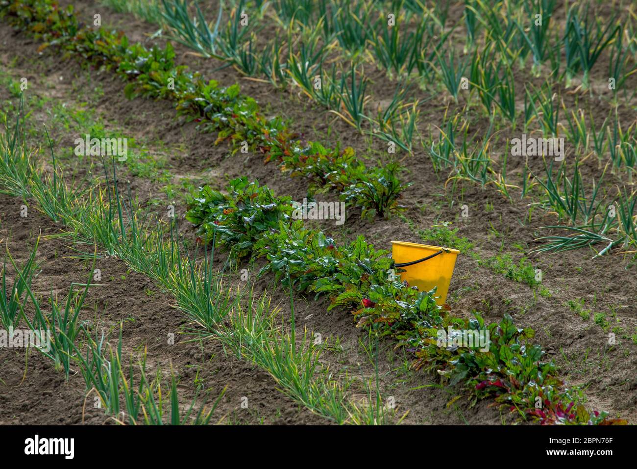 Ländliche Ansicht mit gelben Eimer auf dem behandelten Gebiet. Gelbe Wanne in der Furche. Rüben und Zwiebeln Furchen in Lettland. Stockfoto