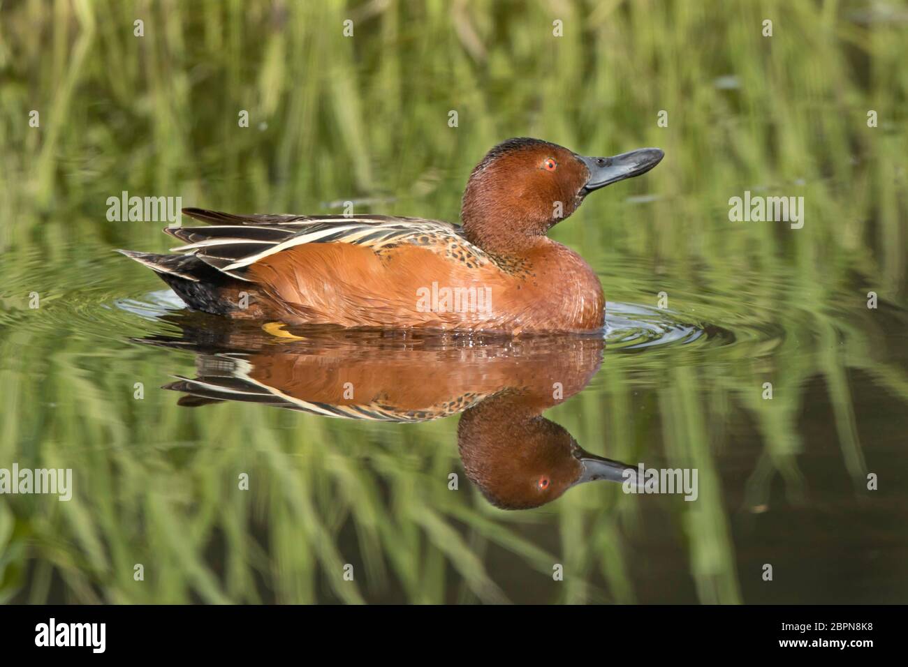 Ein Zimt-Zacken schwimmt im stillen Wasser am Hauser See, Idaho. Stockfoto