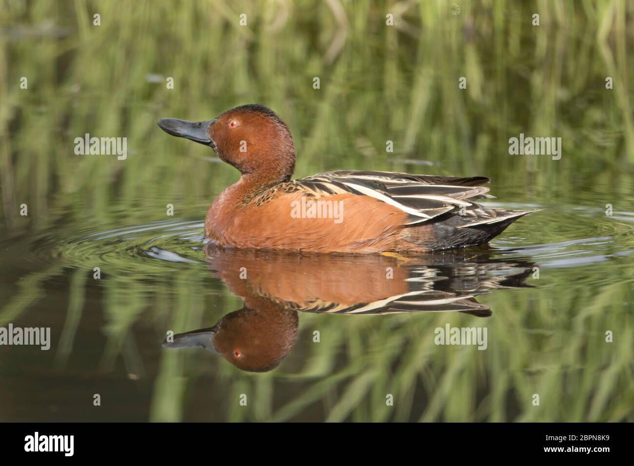 Ein Zimt-Zacken schwimmt im stillen Wasser am Hauser See, Idaho. Stockfoto