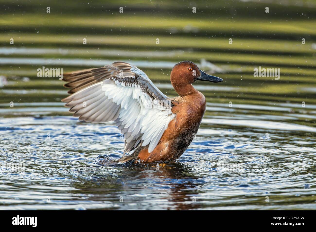 Ein Zimt-Teal schlägt seine Flügel am Hauser See, Idaho. Stockfoto