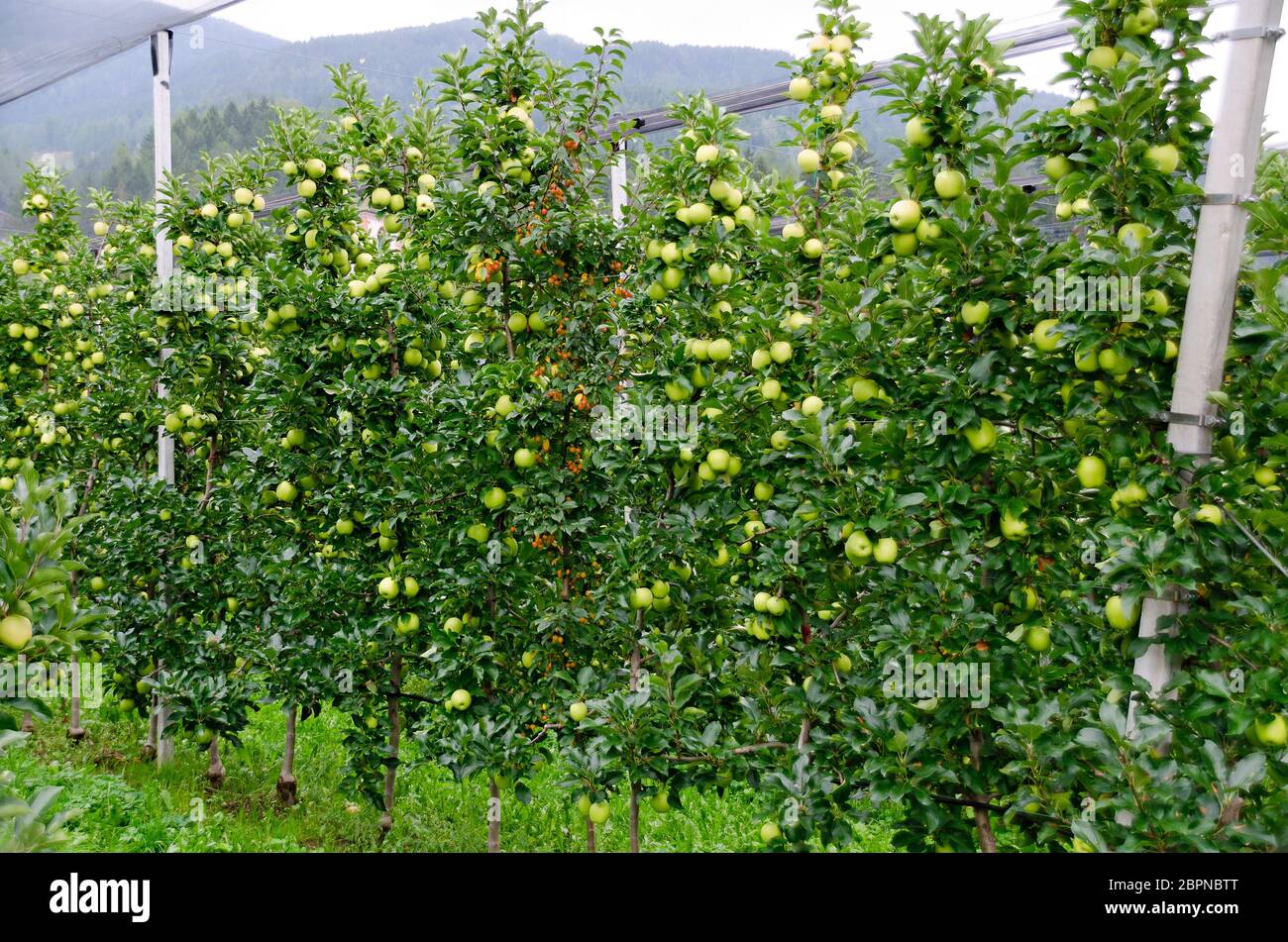 Plantage mit Golden Delicious Äpfeln und einem orangen Wildapfelbaum als Düngepartner in Tirol, Österreich Stockfoto