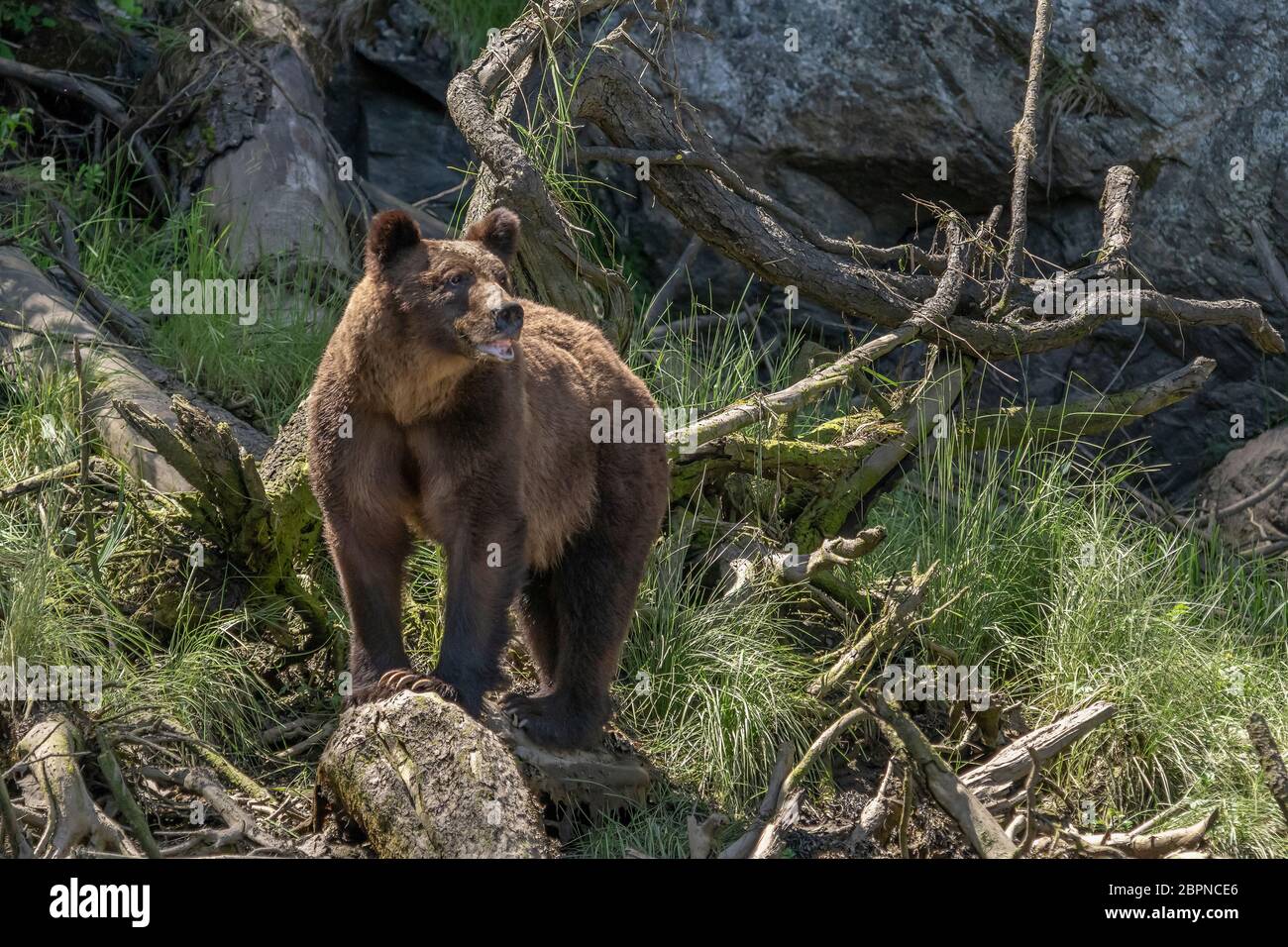 Mutter grizzly mit gewellter Lippe in der Druckanzeige, die ein männliches in der Gegend, Khutzeymateen Einlass, BC erspürt Stockfoto