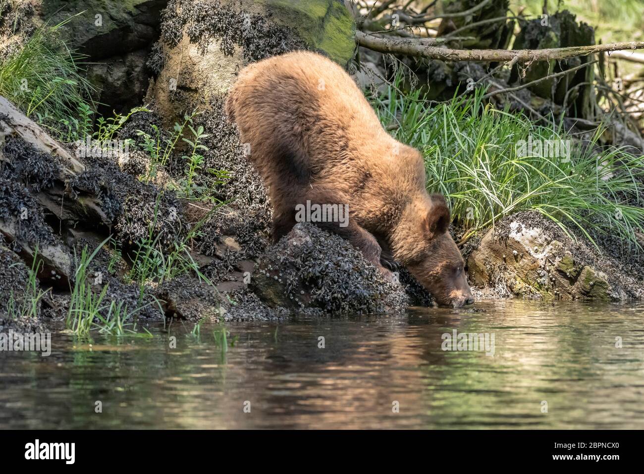 Grizzly Bär Jahrling Trinkwasser aus der Khutzeymateen Mündung, BC Stockfoto