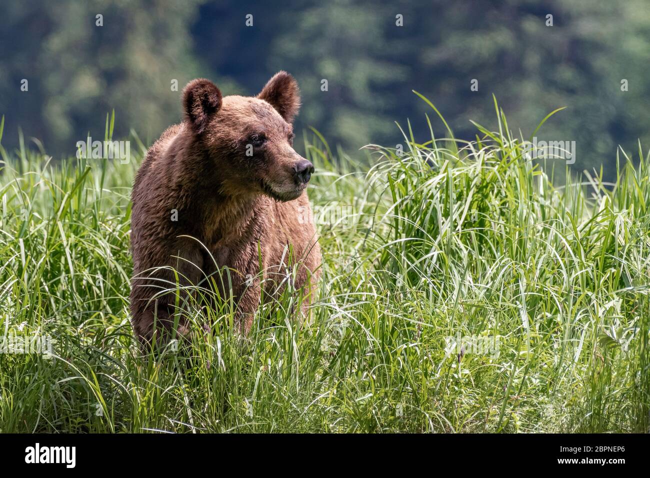 Alarm Grizzly Bär in Sedge Gras Wiese, Khutzeymateen, BC Stockfoto