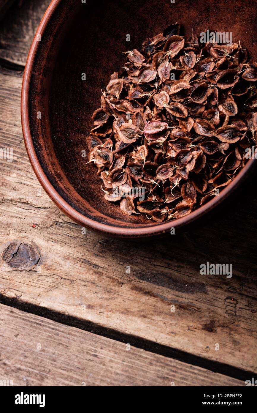 Rhabarber Samen auf einen hölzernen Tisch. Samen Vorbereitung zur Aussaat Stockfoto