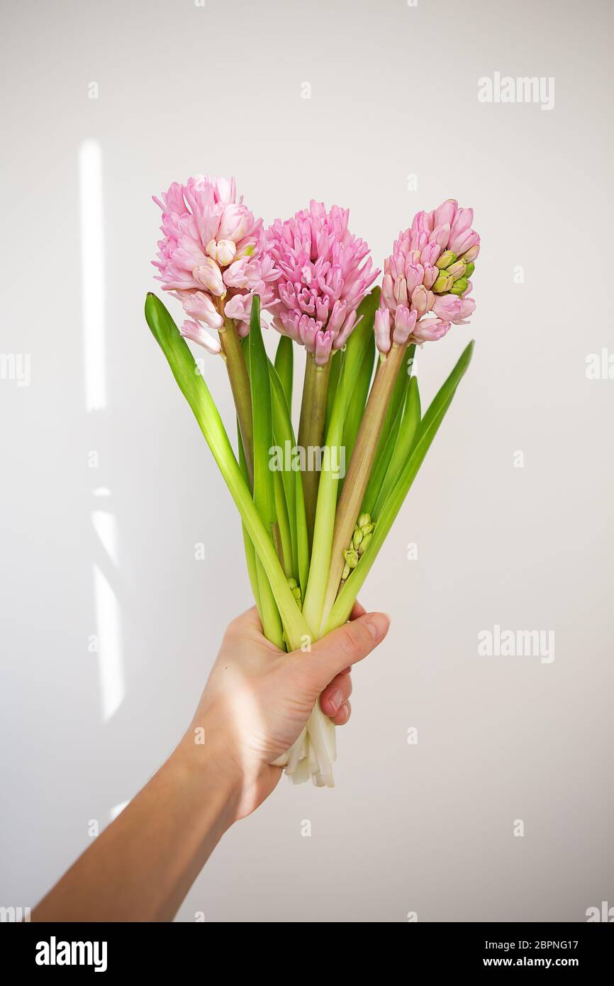 Die Hand der Frau hält Frühlingsblumen auf weißem Hintergrund. Frisches Bouquet mit rosa Hyazinthen. Frühling, sonniger Tag, Schatten aus dem Fenster. Speicherplatz kopieren für Stockfoto