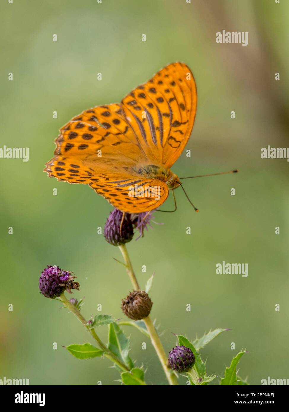 Orange kaiserlichen Wappen Schmetterling sitzt auf einem thistle blossom vor grünem Hintergrund verschwommen Stockfoto