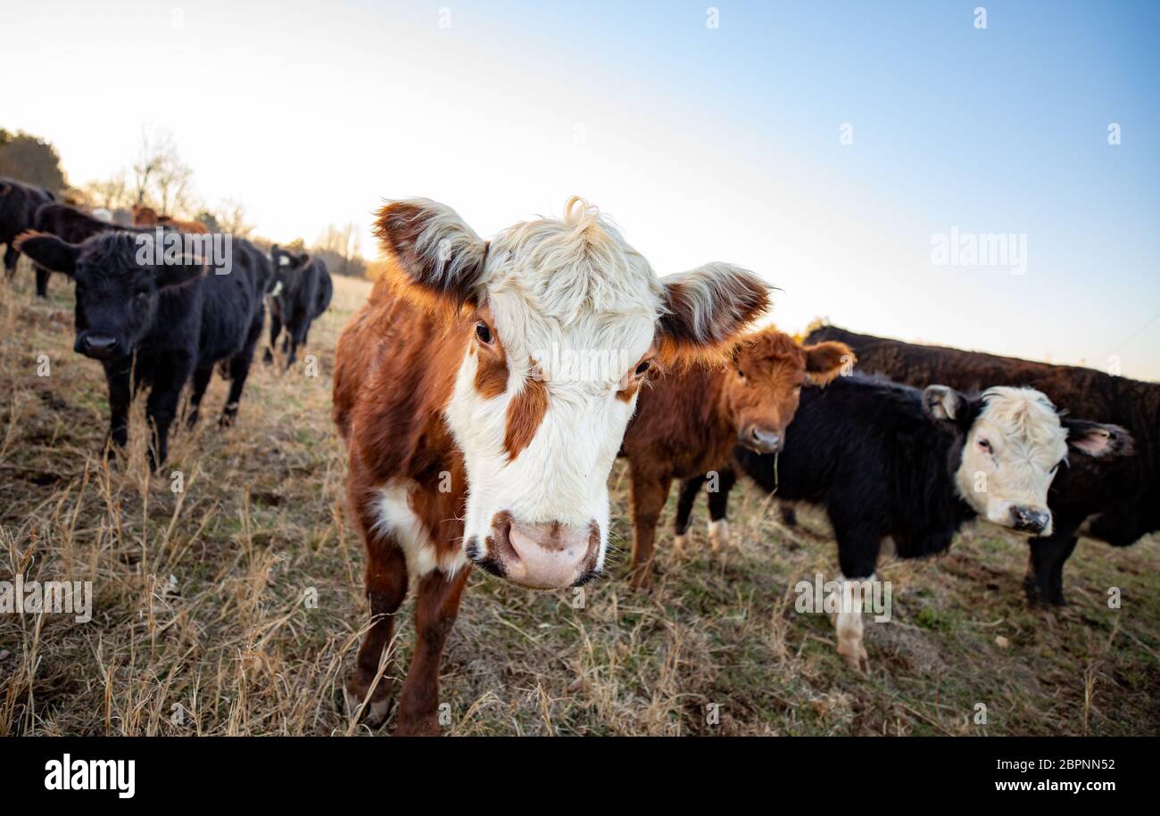 Kühe, die auf dem Fotografen als sehr neugierige Kreaturen Stockfoto