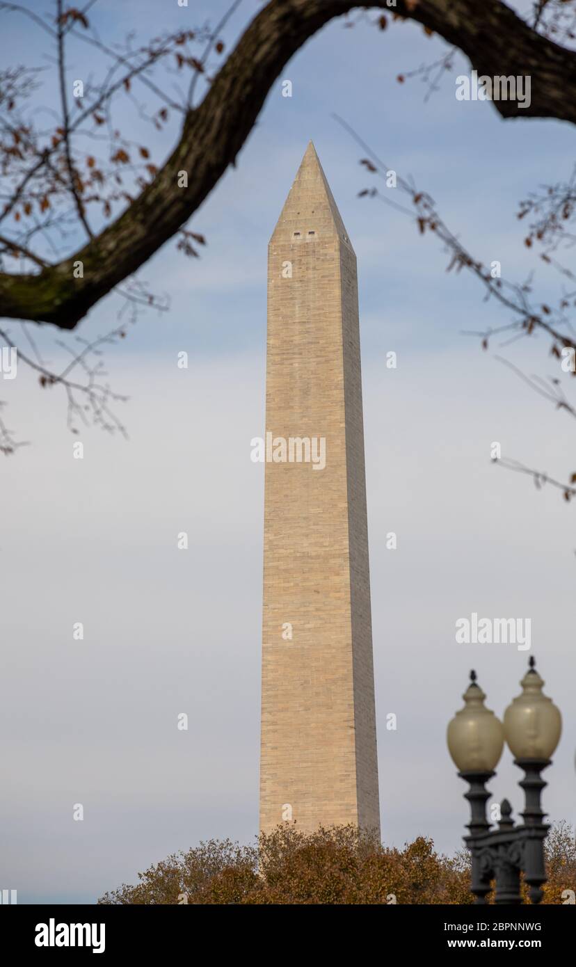 Ein gefällig Baum versperrt den Blick auf Washington nicht Denkmal Stockfoto