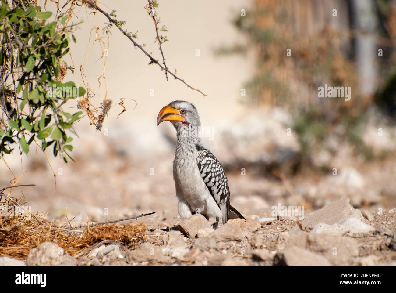 Porträt des Hornbilds von Monteiro (Tockus monteiri), einer Art Hornbill, die in den trockenen Wäldern des Südwestafrikas beheimatet ist. Gedreht in Namibia. Stockfoto