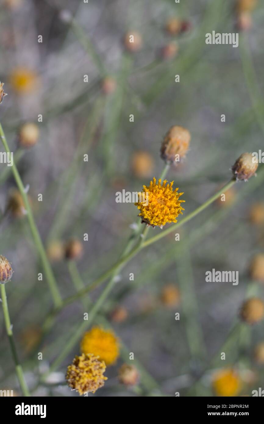 Gelbe Blüten von Sweetbush, Bebbia juncea, Asteraceae, einheimische Dauerpflanze an den Rändern der Twentynine Palms, Südlichen Mojave Wüste, Frühling. Stockfoto