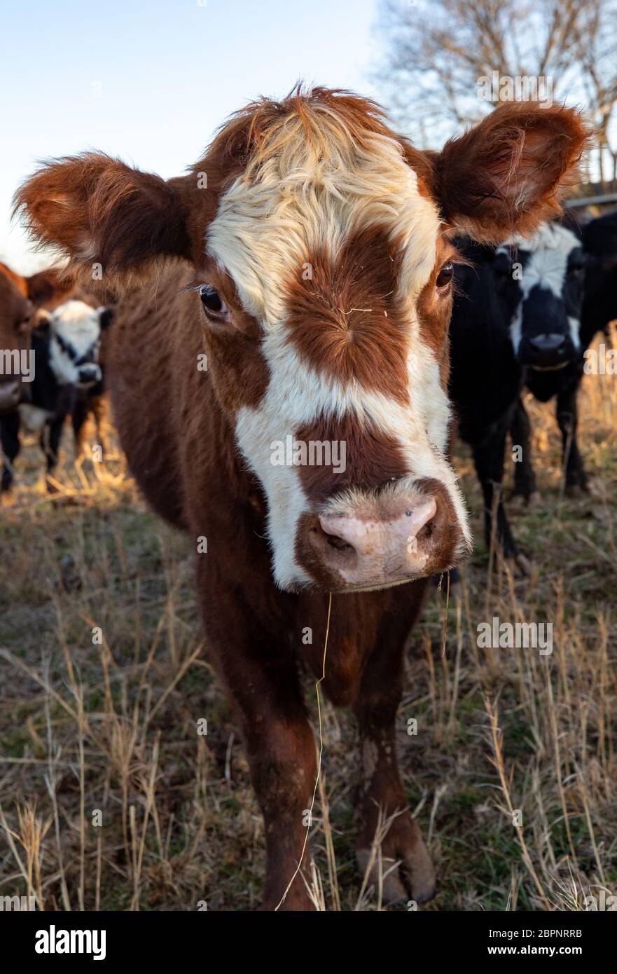 Kuh mit Herz auf ihrem Gesicht Stockfoto