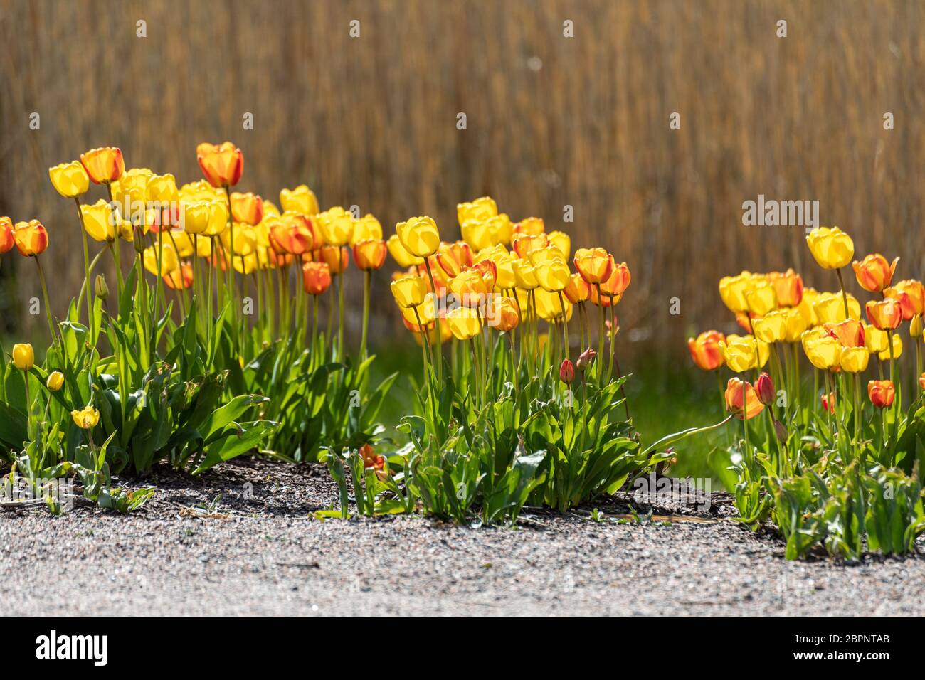 Rote und gelbe Tulpen (Tulipa) werden von der Abendsonne beleuchtet Stockfoto