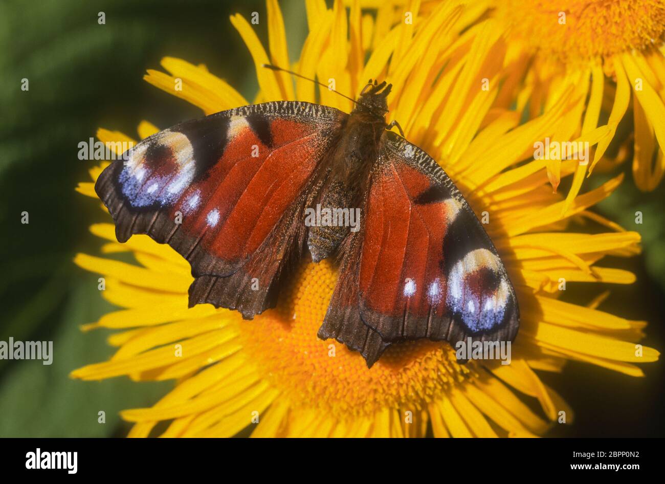 Schmetterling Der Pfauenaugen; Schweden Stockfoto