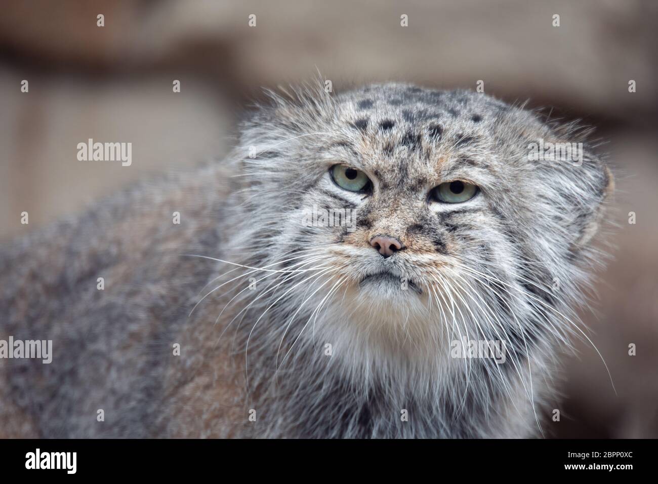 Portrait von schöne Katze, Pallas Cat's, Otocolobus manul ruht. Kleine wilde Katze mit einem breiten aber fragmentiert Verteilung im Grasland und monta Stockfoto