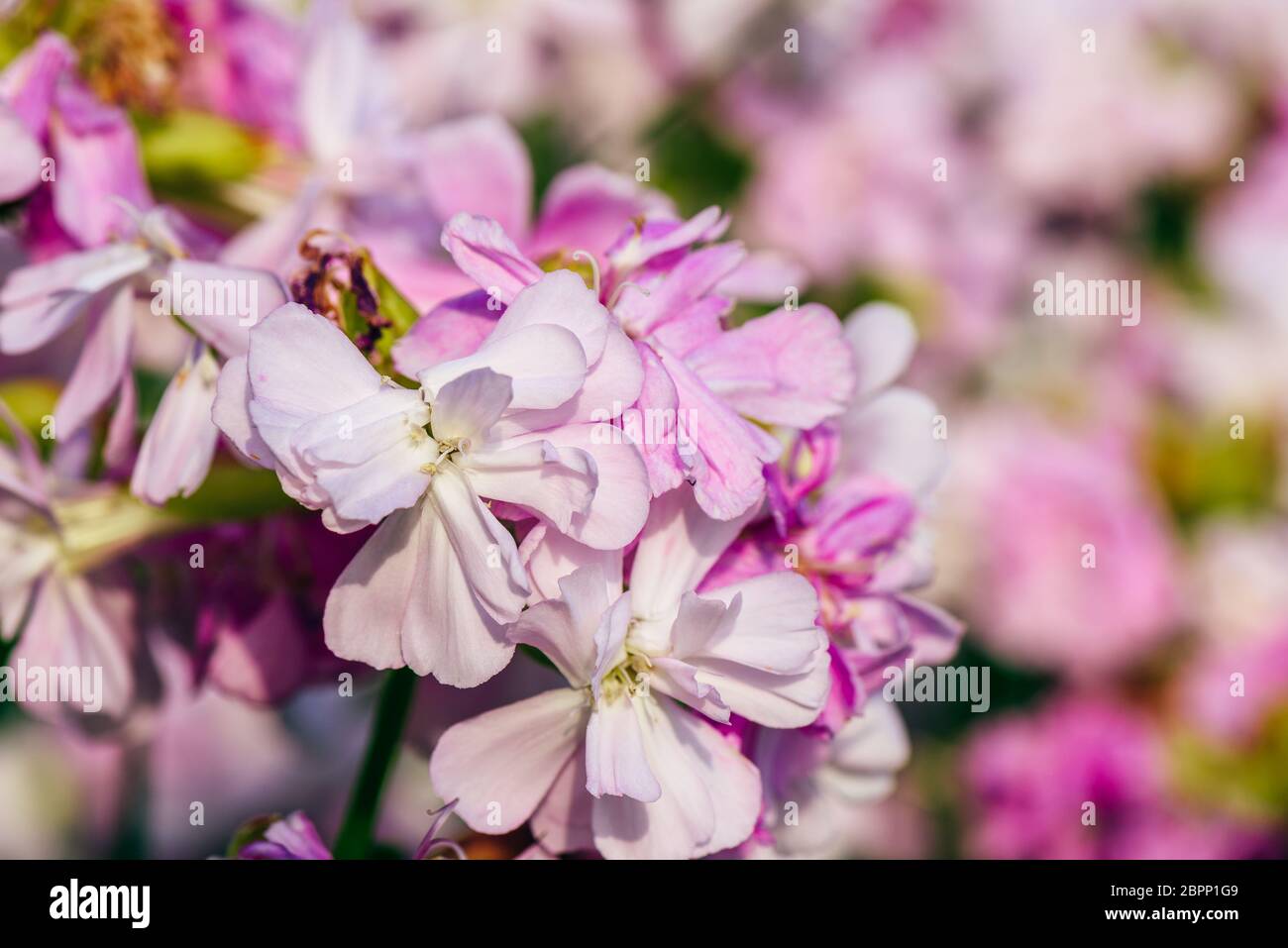 Schöne rosa Blumen auf verschwommenen Hintergrund. Selektive konzentrieren. Stockfoto