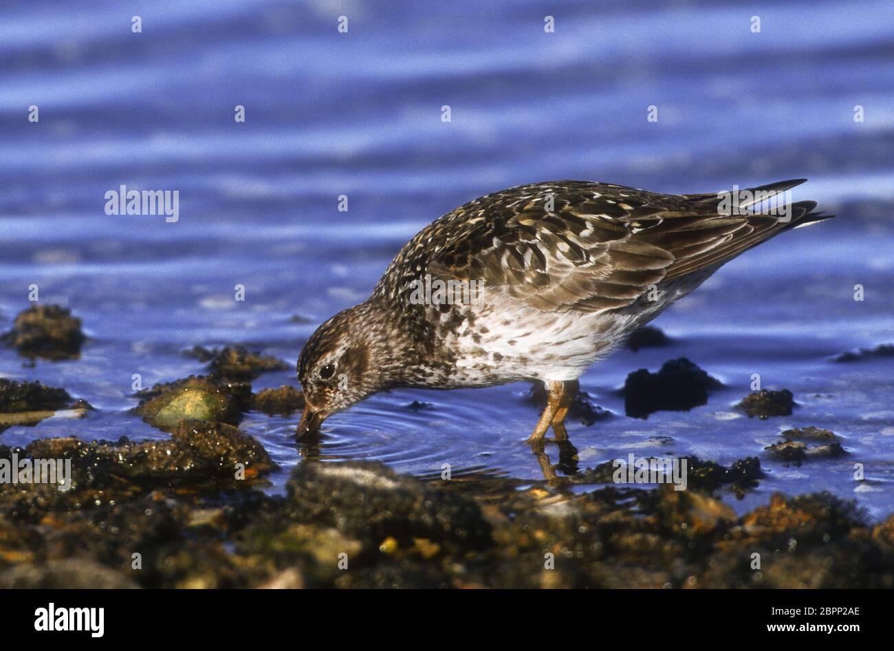 Norwegen; Spitzbergen; Tierwelt; Vögel; Shorebird; Purple Sandpiper:Calidris maritima Stockfoto