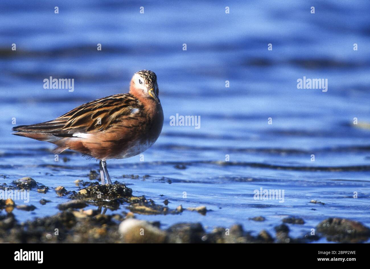 Norwegen; Spitzbergen; Wildtiere; Vögel; Shorebird; Roter Phalarope; Phalaropus fulicarius Stockfoto